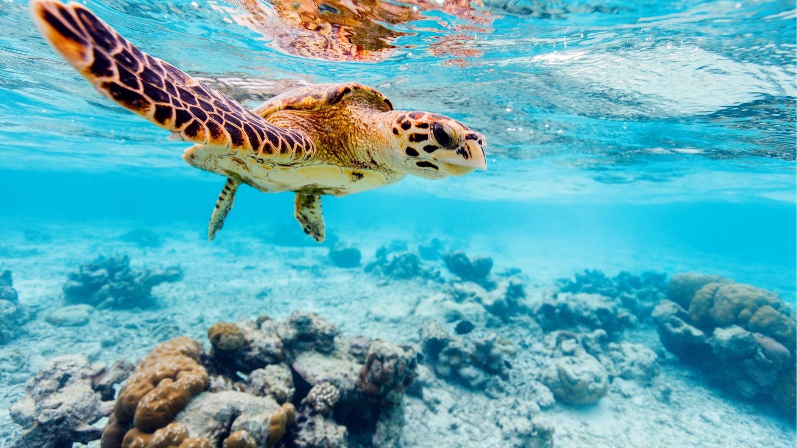 Turtle Island